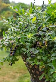 Midnight Cascade Blueberry