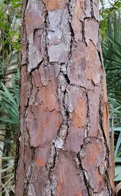 Slash Pine Tree