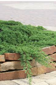 Procumbens Juniper
