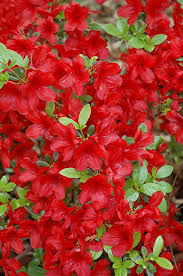 Midnight Flare Azalea