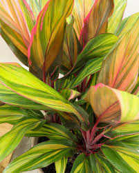Harlequin Cordyline
