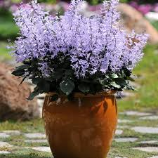 Mona Lavender Spur Flower