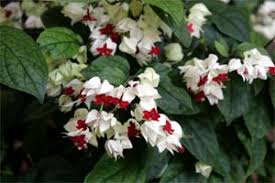 Bleeding Heart