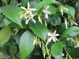 Confederate Jasmine