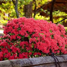 Fashion Azalea