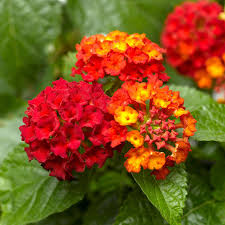 Bandana Red Lantana