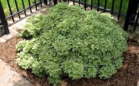 Variegated Pittosporum