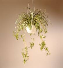 Airplane Plant