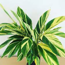 Variegated Ginger