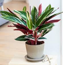 Tri Color Ginger