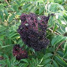 Wyldewood Elderberry