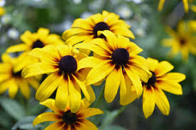 Blackeyed Susan Rudbeckia