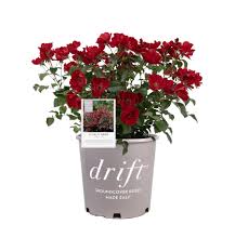 Scarlet Drift Rose