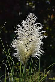 Dwarf Pampas Grass