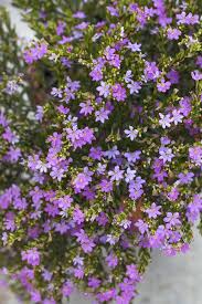 Mexican Heather