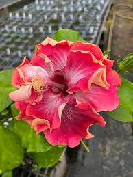 Collyn Renee Cajun Hibiscus