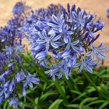Lily of the Nile Blue Agapanthus