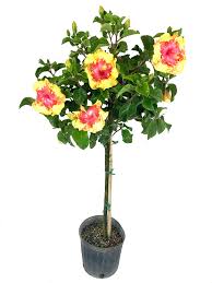 Moonwalk Hibiscus Tree