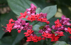 Red Bleeding Heart