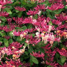 Peaches and Cream Honeysuckle