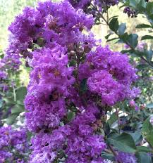 Twilight Crape Myrtle