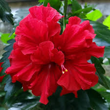 Double Red Hibiscus