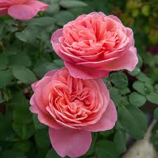 Sweet Mademoiselle Rose