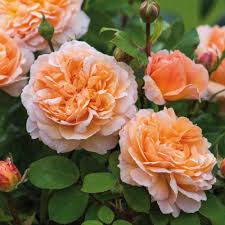 David Austin "The Lady Gardener" Rose