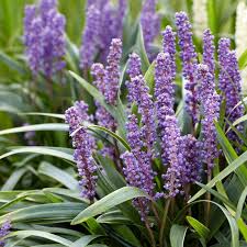 Big Blue Liriope