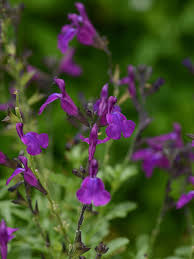 Mirage Deep Purple Salvia