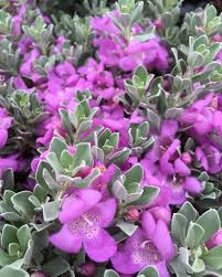 Desperado Texas Sage