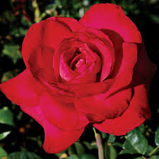 Red Masterpiece Rose