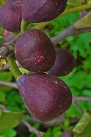 Texas Everbearing Fig