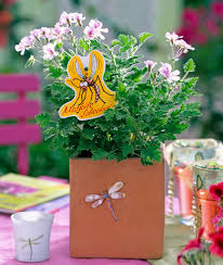 Citronella Plant