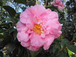 Delores Edward’s Camellia