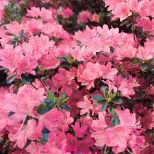 Pink Pearl Azalea