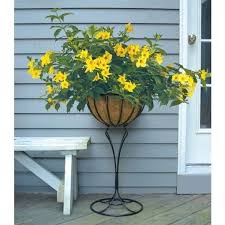 Golden Butterfly Allamanda