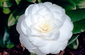 Alba Plena Camellia
