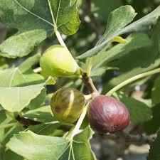 Celeste Fig
