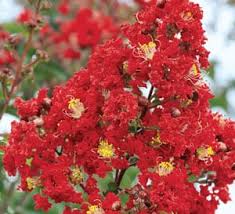 Miss Francis Crepe Myrtle
