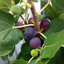 Chicago Hardy Fig