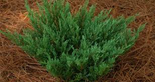 Andorra Juniper