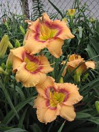 Web of Intrigue Daylily