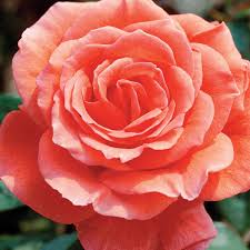 Tropicana Rose