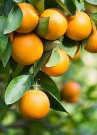 Pineapple Navel Orange