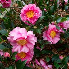 October Magic Carpet Camellia