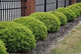 Dwarf Yaupon Holly