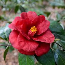 Royal Velvet Camellia