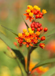 Tropical Milkweed