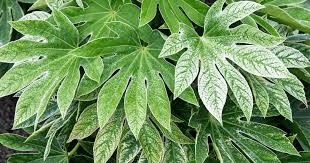 Fatsia